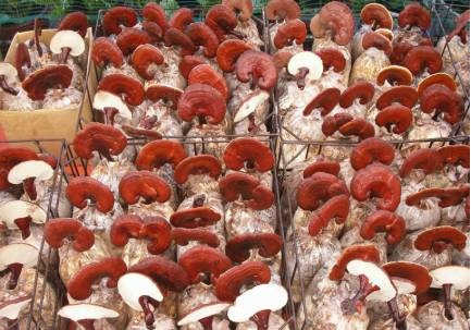 Thí điểm thành công công nghệ sản xuất nấm linh chi