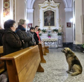 Chó mỏi mòn đợi chủ đã chết ở nhà thờ 
