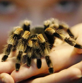 Một loài nhện mới mang tên Angelina Jolie 