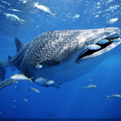 Cá mập lớn nhất thế giới xuất hiện tại vùng biển VN