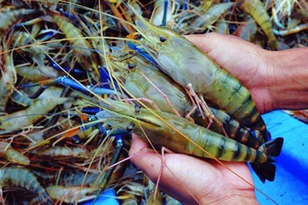 An Giang sản xuất thành công giống tôm càng xanh