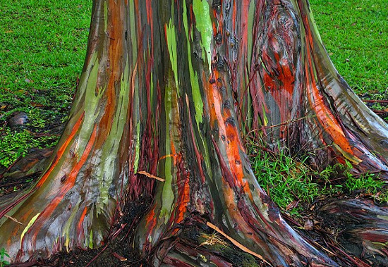 Nhấn vào ảnh để phóng to Gốc cây bạch đàn 7 sắc