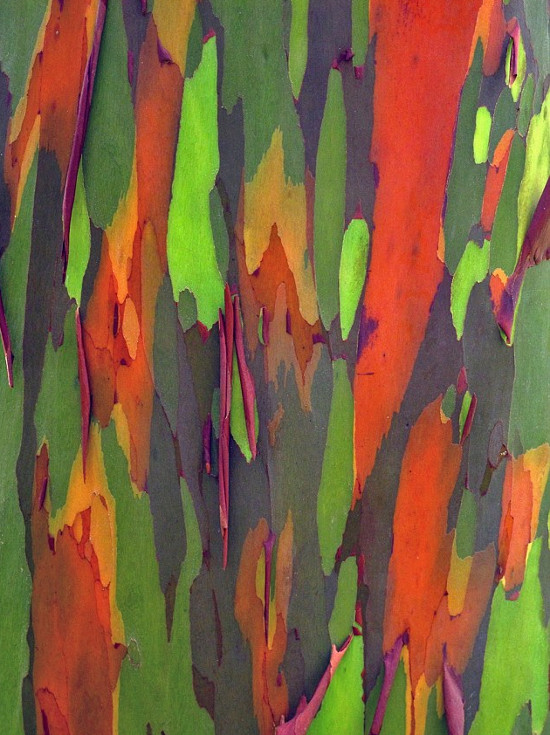 Nhấn vào ảnh để phóng to Cận cảnh lớp vỏ cây