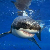 Video: Cá mập và sói biển đại chiến nảy lửa 