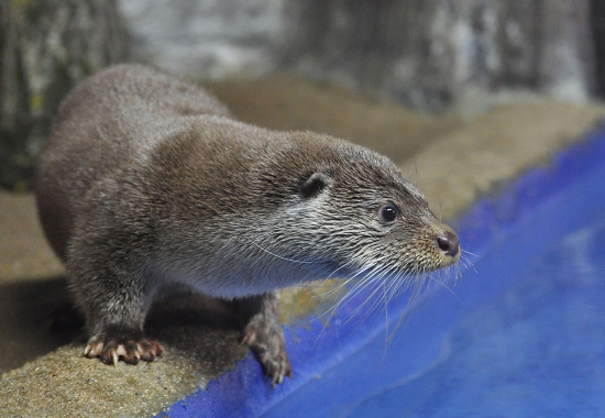Cô rái cá Otter Ashley.