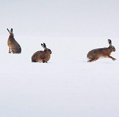 Ảnh đẹp: Thỏ rừng chơi trên cánh đồng tuyết