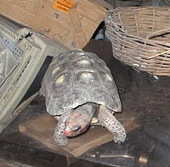 Rùa sống sót trong phòng kín hơn 30 năm  