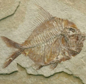 Mexico tìm thấy hóa thạch cá niên đại 110 triệu năm 