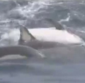  Video: 12 chú cá heo kết bè cứu đồng loại 