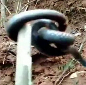 Video: Bắt được rắn 2 đầu không đuôi kì dị  