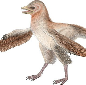 Phát hiện loài khủng long tí hon có lông từ kỷ Jura 