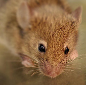Mạch não mới làm sáng tỏ chuyển động rung râu chủ động ở chuột