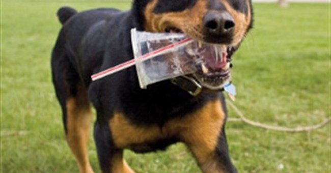 Chó nhà được hình thành nhờ các "bãi rác"