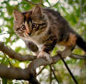 Mèo - sát thủ hàng loạt trong thế giới động vật  