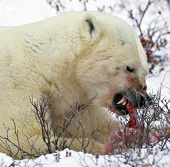 Video: Những màn săn mồi "tuyệt kỹ" của gấu Bắc Cực 