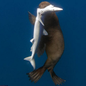 Hình ảnh kỳ lạ: Hải cẩu xẻ thịt cá mập 