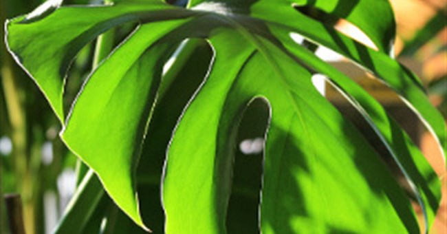 Vì sao lá cây ráy xẻ có lỗ?   