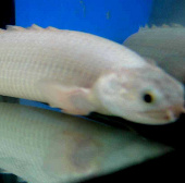 Áo giáp vảy cá rồng 