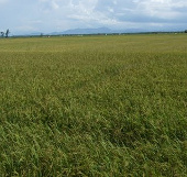 Chứng nhận nhãn hiệu cho lúa giống Hương Điền 