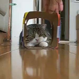 Video: Mèo cố chui vào hộp