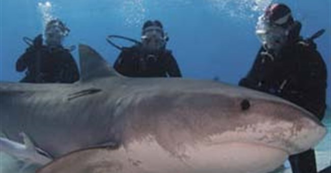 Cận cảnh những loài cá mập nguy hiểm nhất thế giới