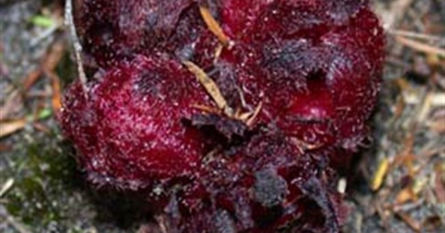 Cây sinh sản nhờ "nước hoa"