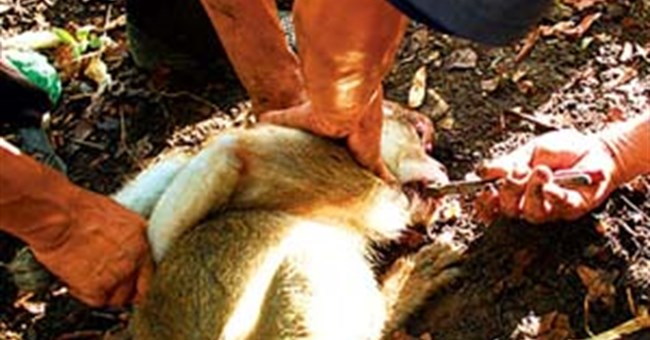 Thảm hoạ gia đình khỉ