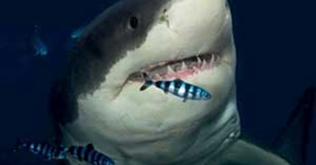 Số vụ cá mập tấn công người năm 2010 cao kỷ lục