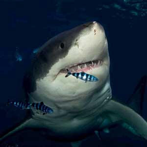 Số vụ cá mập tấn công người năm 2010 cao kỷ lục