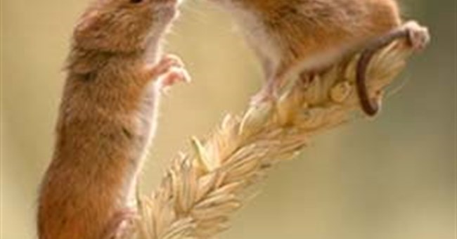 Vì con, bố phải đa tình