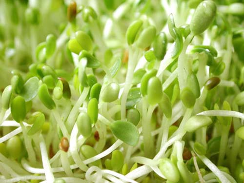 Cỏ linh lăng biến đổi gene: Chắc chắn sẽ lây nhiễm?