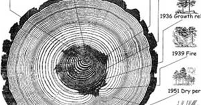 Dendrochronology - Bộ môn khoa học mới