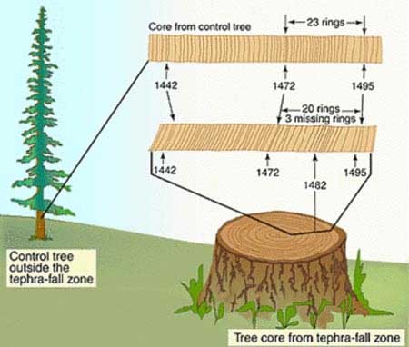 Dendrochronology - Bộ môn khoa học mới