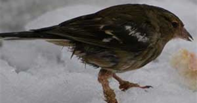 Chim Chernobyl có não nhỏ hơn do phóng xạ