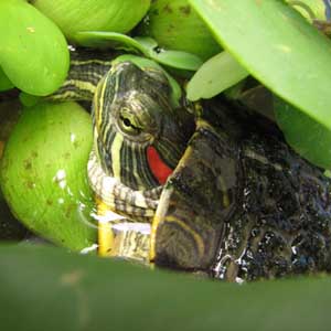 Bắt rùa tai đỏ Hồ Gươm vào tháng 3
