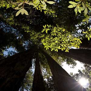10 "điểm nóng" về hệ sinh thái rừng