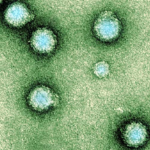Hai kháng thể vô hiệu hóa virus gây cứng khớp