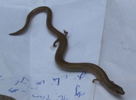 Phát hiện "rắn lạ" 4 chân tại Khánh Hòa