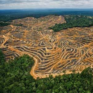 Phá rừng ở Malaysia nhanh gấp 3 lần cả châu Á 