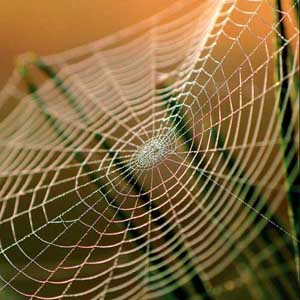 Bí ẩn sự chắc khỏe của tơ nhện đã được khám phá