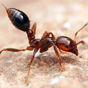 Kiến - loài côn trùng cổ nhất hành tinh còn sống