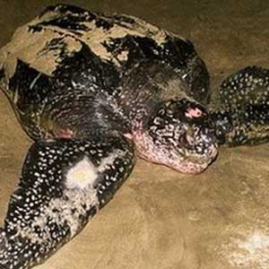 Phát hiện rùa luýt quý hiếm tại Indonesia