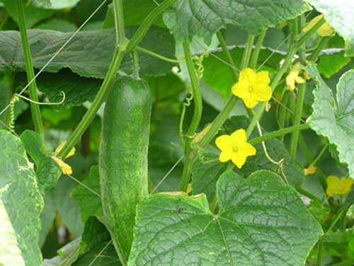 Dưa chuột có chứa hormone tăng trưởng