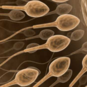 Nhật Bản: Tạo ra tinh trùng từ tế bào gốc đa năng