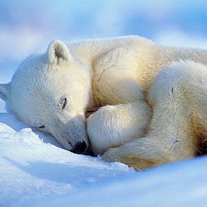 Nghiên cứu gấu ngủ đông để cứu người  