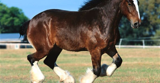 Thấy dấu vết của loài ngựa có mồ hôi đỏ như máu