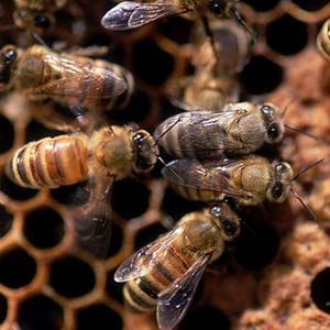 Điều tra cái chết của 20.000 con ong