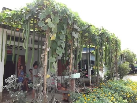 Những trái mướp hương dài hơn 2m