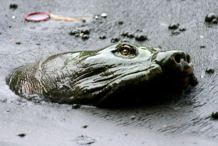 Bể Cá Hình ảnh Một Con Rùa đang Bơi Trong Bể Cá | Nền JPG Tải xuống miễn  phí - Pikbest