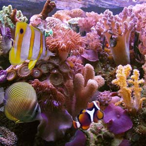 Các dải san hô có nguy cơ biến mất vào năm 2050 